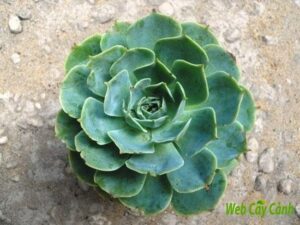 Sen đá đất đại diện cho sắc đẹp của của loài sen đá