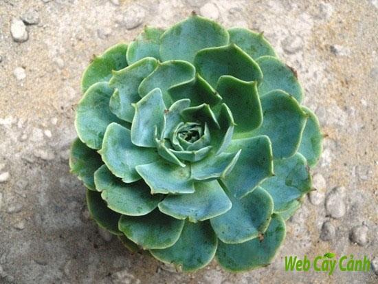 Sen đá đất đại diện cho sắc đẹp của của loài sen đá