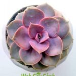 Cây Sen Đá Hồng giá 40k cả chậu và sỏi