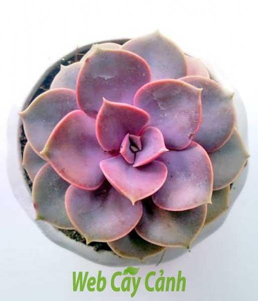 Cây Sen Đá Hồng giá 40k cả chậu và sỏi