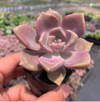 sen đá hồng mập đẹp tại Hà Nội