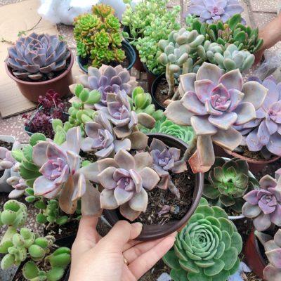 Bụi sen đá hồng mập