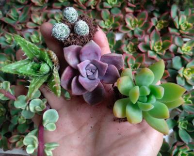 giống cây sen đá hồng mập khoẻ mạnh