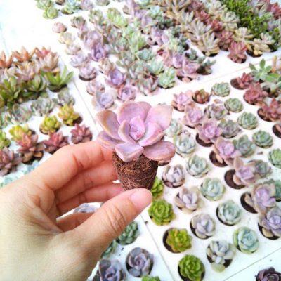 giống cây sen đá hồng mập