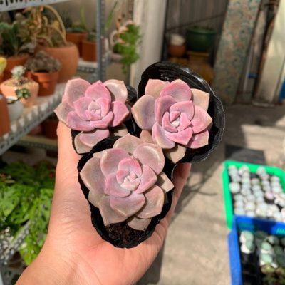 Sen Đá Hồng Mập - Giá cả và những điều cần biết