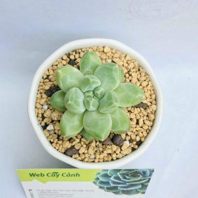 sen đá kim cương đẹp