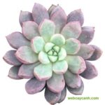 Cây Sen Đá Kim Cương Tím thuần khí hậu giá chỉ từ 6k