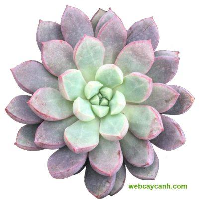 Cây Sen Đá Kim Cương Tím thuần khí hậu giá chỉ từ 6k