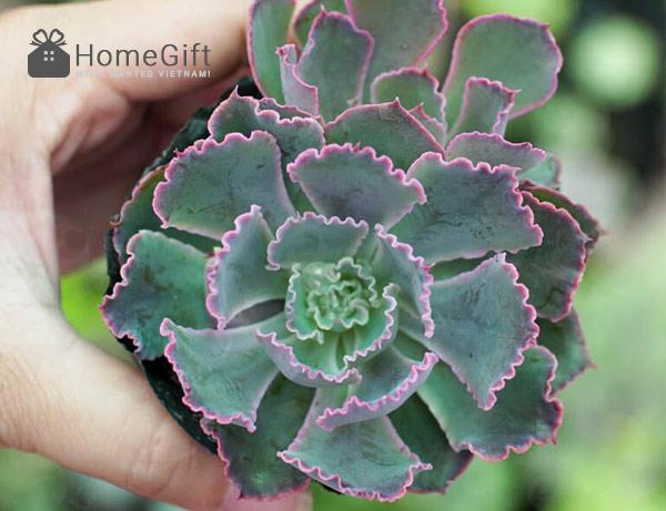 Sen Đá Bắp Cải Tím