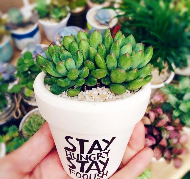 Sen đá nhung viền đen