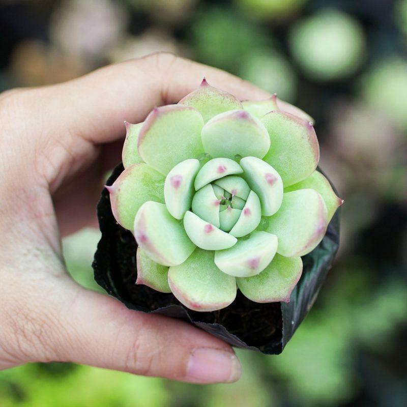 Sen đá thược dược