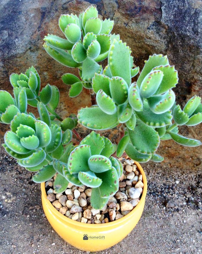 Cây hoa đá Hồng Sao - Sen Ba Mày râu