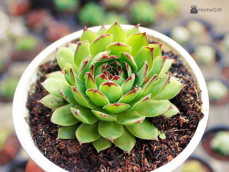 hình ảnh sen-đá-phật-bà-quan-âm