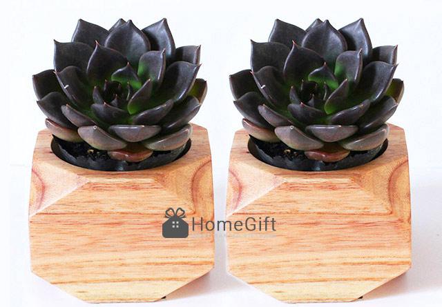 Nơi bán sen đá kim cương