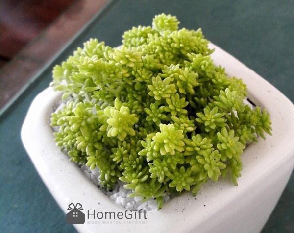 Sen đá bông hồng đen