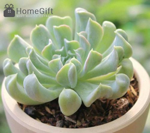 Cây Sen Đá Sedum Dạ Quang