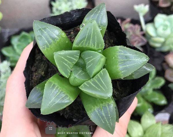 sen đá cánh bướm