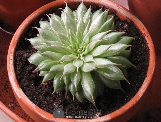 Sen đá Ngọc Guốc