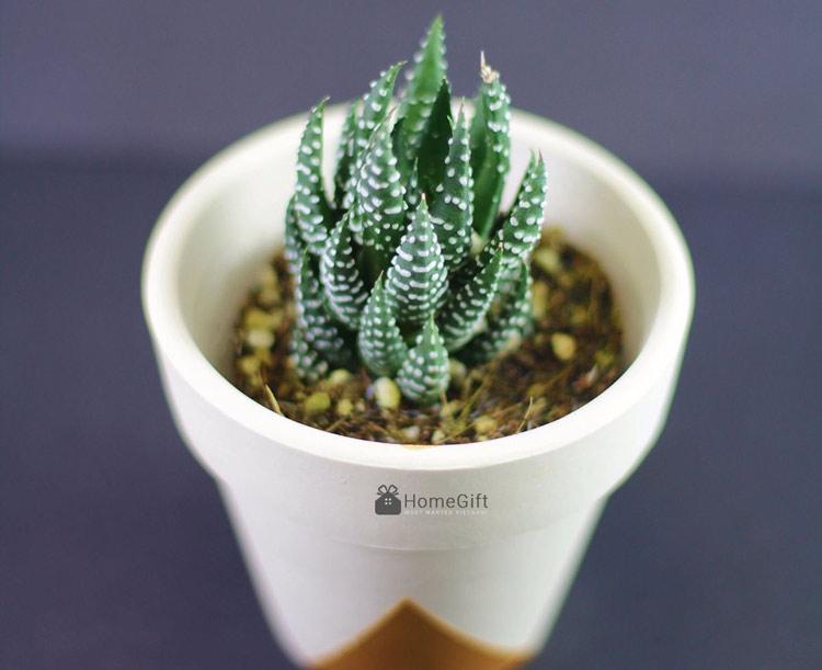 Hình-ảnh-cây-sen-đá-móng-rồng