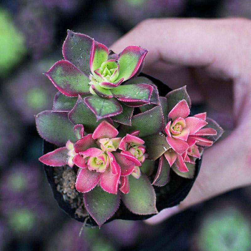 Sen đá Ống Điếu Hobbit-Jade