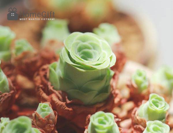 Sen đá đất trắng