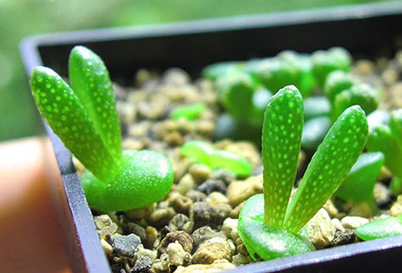 Sen đá cá heo độc đáo hình giống chú cá heo đang nhào lộn