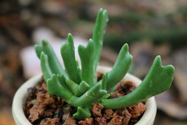 Sen đá tai thỏ hiếm và rất hot hiện nay