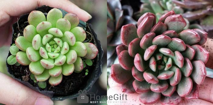 Sen đá rubi xanh và rubi đỏ