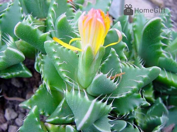 Sen đá Hàm Cá Mập