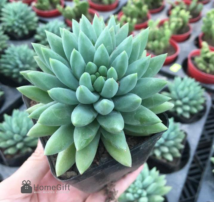 Chuỗi Ngọc Đứng