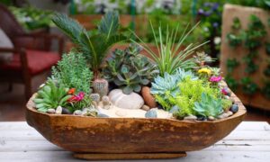 Sen đá là gì? Tất tần tật thông tin về cây sen đá mà bạn nên biết