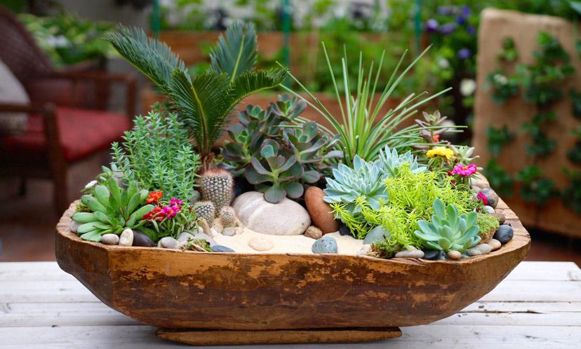 Sen đá là gì? Tất tần tật thông tin về cây sen đá mà bạn nên biết