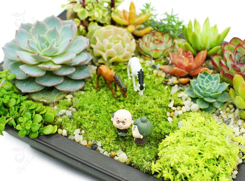 Xử-lý-giá-thể-đất-trồng-cho-sen-đá-với-xỉ-than-đất-nung-đá-nham-thạch-perlite