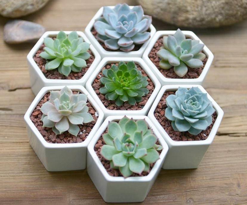 Chậu hoa sen đá nhỏ xinh xắn làm quà tặng ý nghĩa