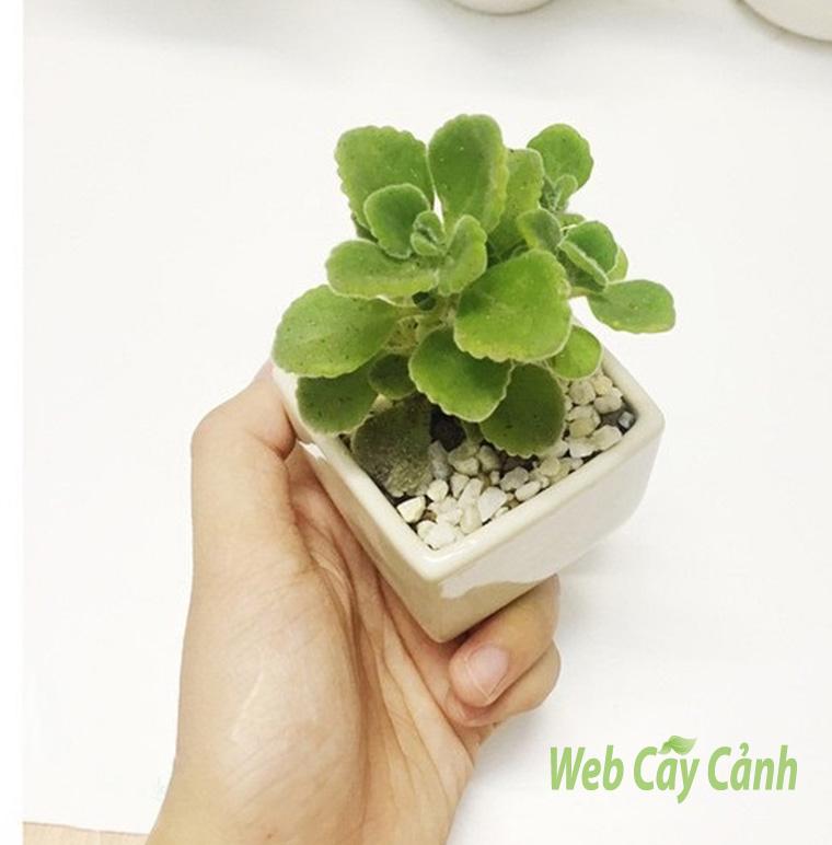 nhat-mat-huong-ra-hoa