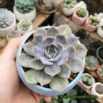 Cây Sen Đá Liên Đài Hồng sống tốt khí hậu nóng