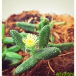 Sen đá mặt nạ hãy sống thật với bản thân mình - Web cây cảnh