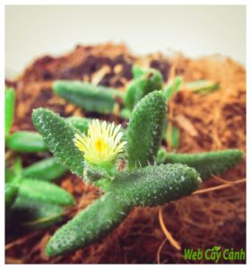 Sen đá mặt nạ hãy sống thật với bản thân mình - Web cây cảnh