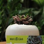 Cây Sen Đá Mặt Trăng biểu tượng của sự công minh