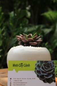 Cây Sen Đá Mặt Trăng biểu tượng của sự công minh