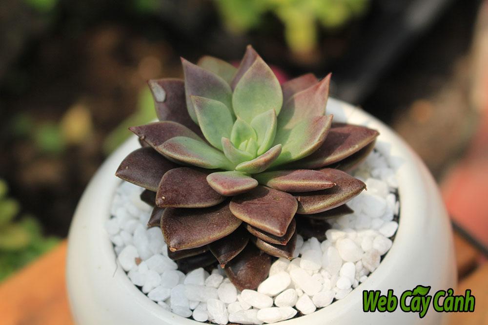 sen-da-mat-trang-de-ban