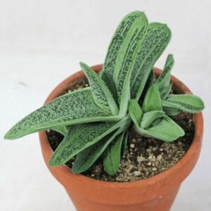 Cây Sen Đá Mỏ Vịt - Chợ Hoa Online