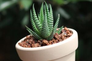 Sen Đá Móng Rồng: Cách Trồng & Ý Nghĩa - NAMIX