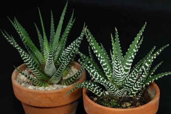 sen đá móng rồng đẹp