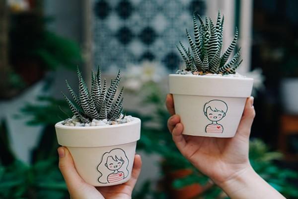 chọn sen đá móng rồng