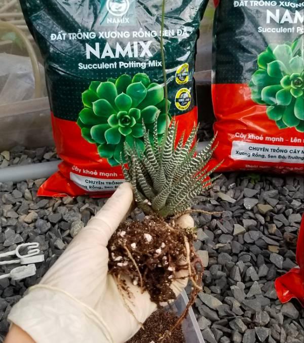 trồng và chăm sóc sen móng rồng