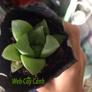 Cây Sen Đá Ngọc Guốc ý nghĩa và cách chăm sóc