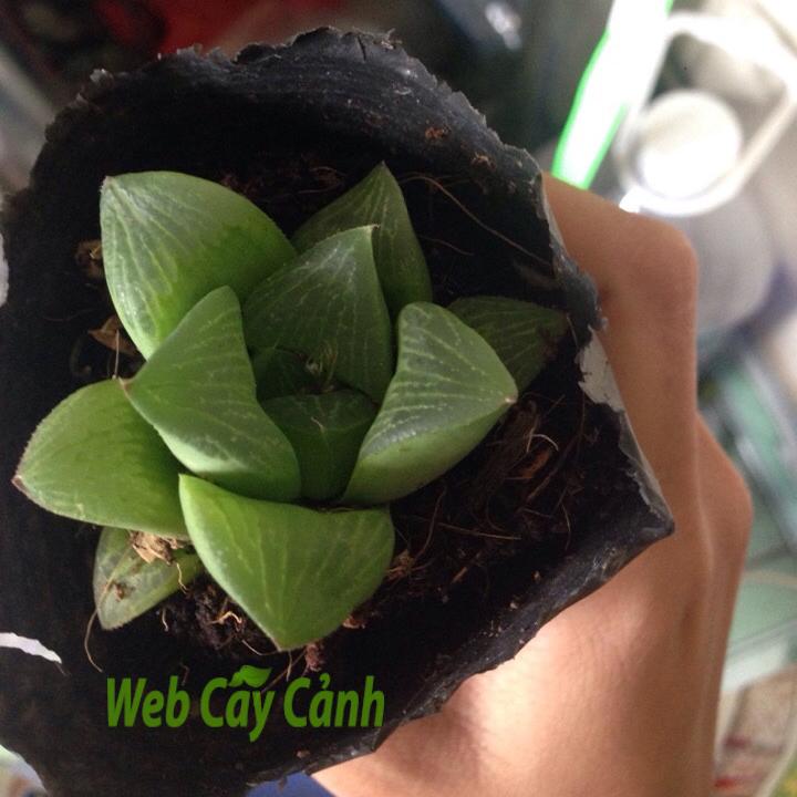 Cây Sen Đá Ngọc Guốc ý nghĩa và cách chăm sóc