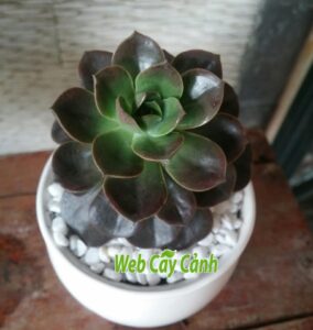 Cây Sen Đá Nhật Nguyệt đặc điểm và cách chăm sóc