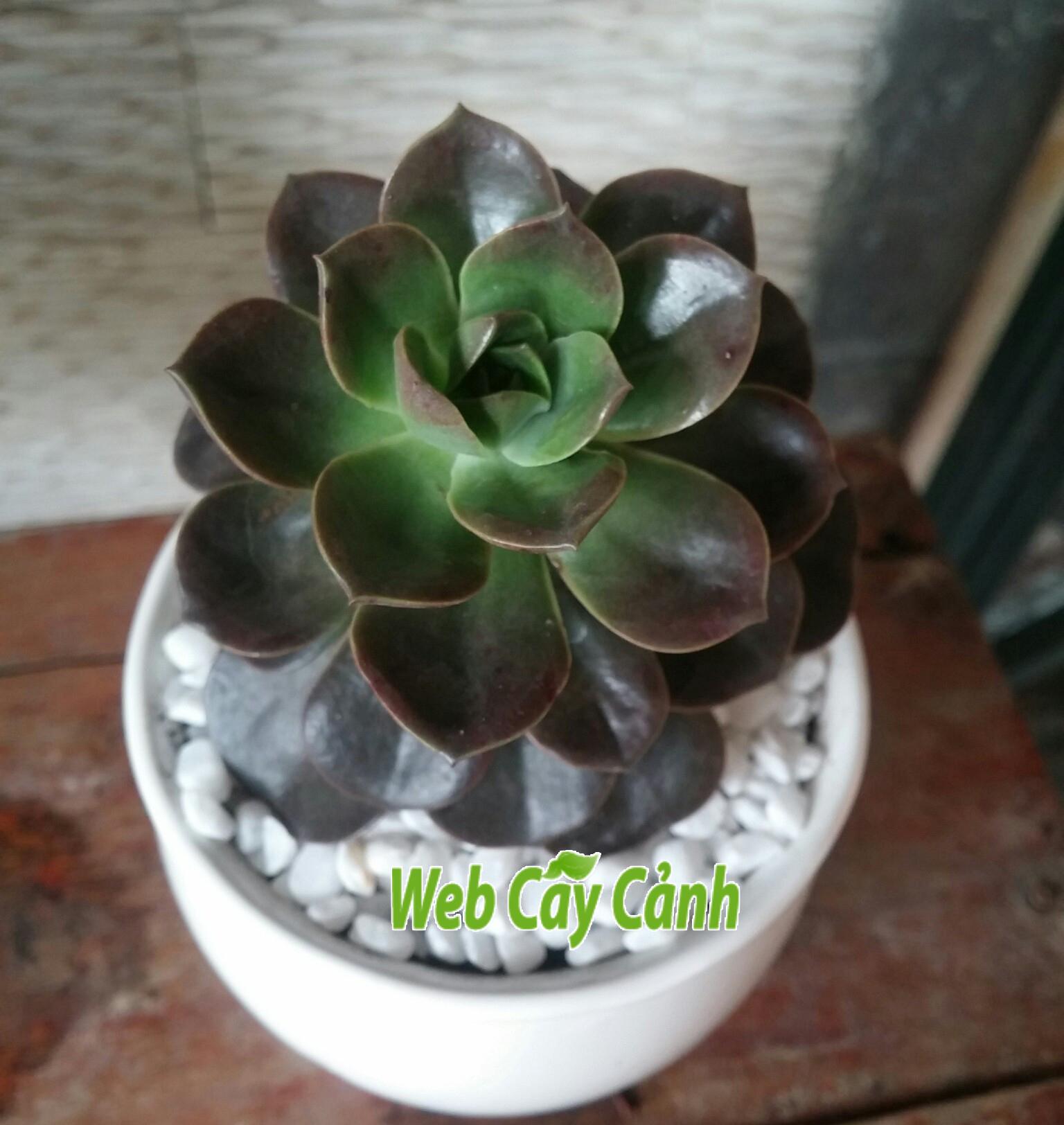 sen-da-nhat-nguyet